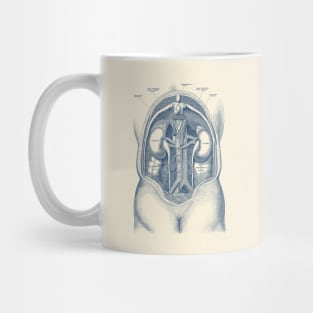 Human Kidney System - Vintage Anatomy Mug